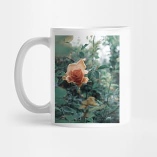 David Austin Lady of Shalott Peach Heirloom Roses Mug